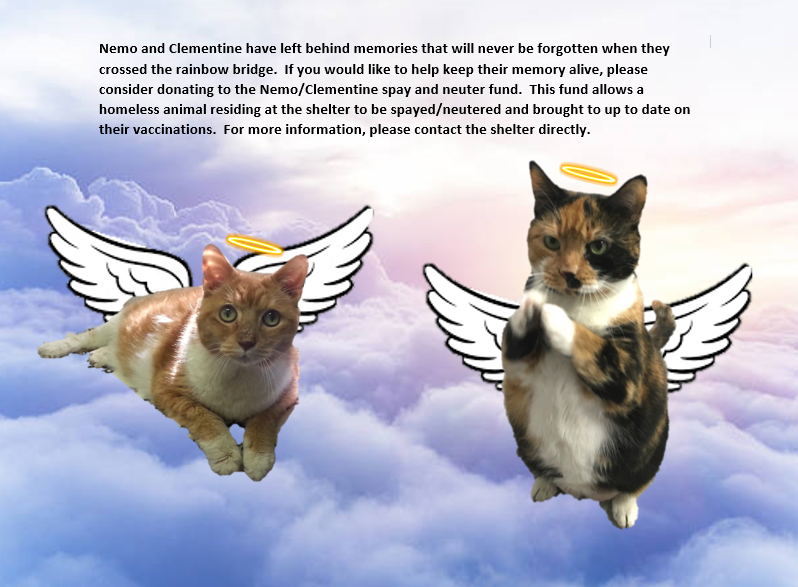 Nemo Clementine Spay Neuter